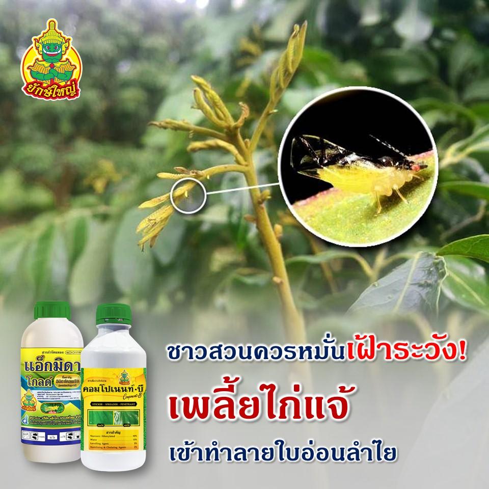 เพลี้ยไก่แจ้ลำไย